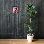 "SugarRush" Framed Poster