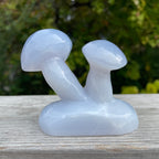 Blue Chalcedony Mushroom Collection
