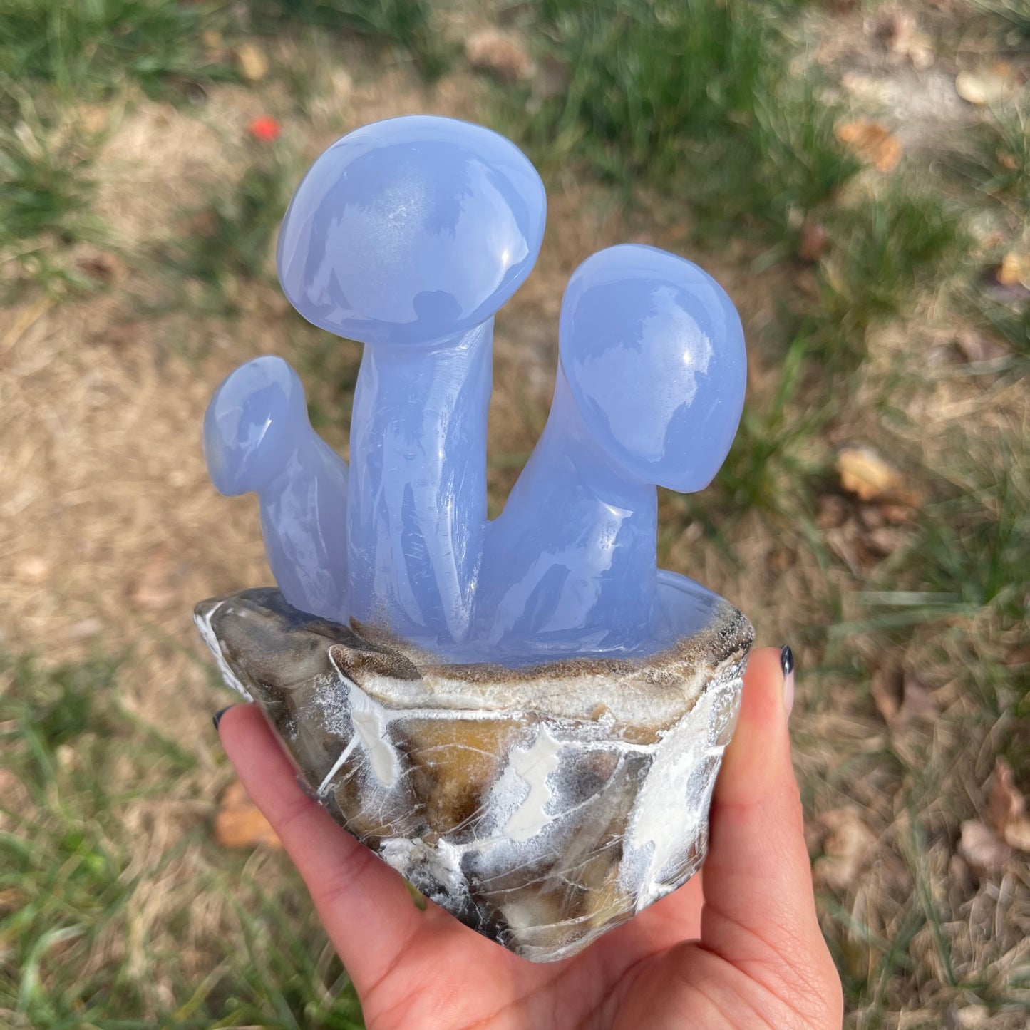 Blue Chalcedony Mushroom Collection