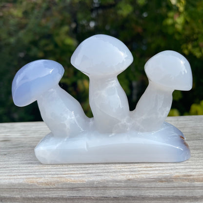 Blue Chalcedony Mushroom Collection